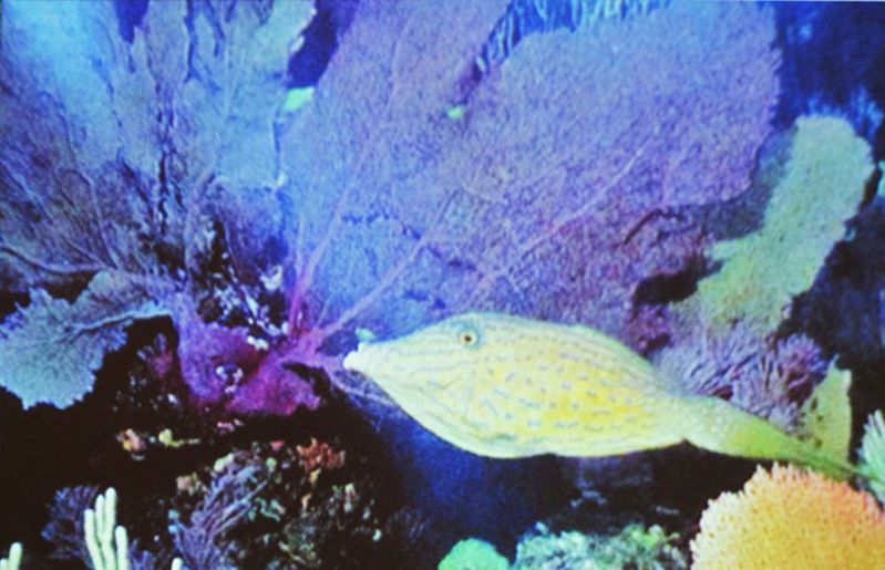 Pesce Lima intarsiato di Arestìa C.