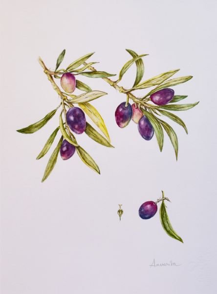 Olive Biancolilla di Sicilia di Roncaglia Annarita