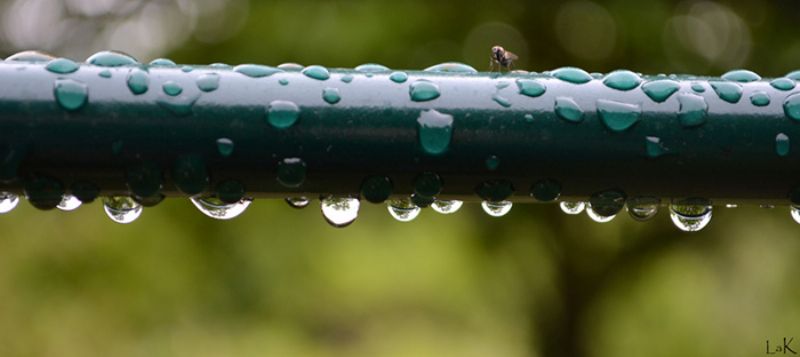 Gli elementi: L'acqua 