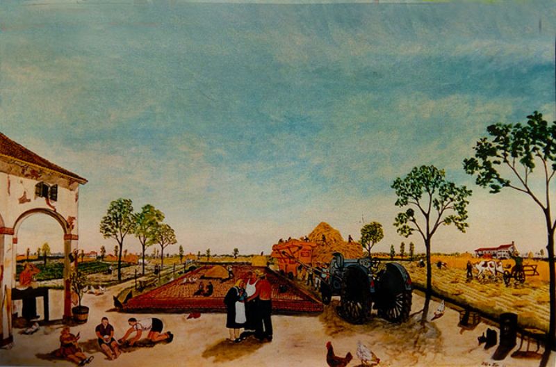 Trebbiatura anni '50