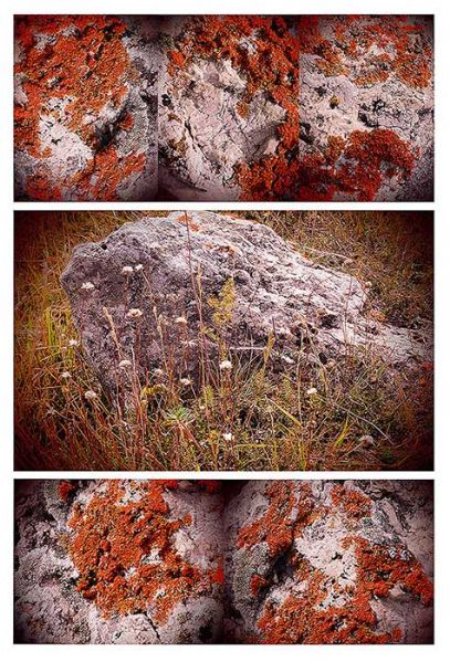 Texture - Alberi Abruzzo, corteccia