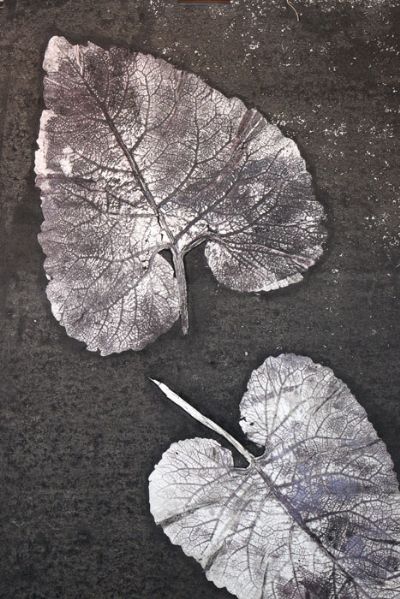 Tanatocenosi bardana