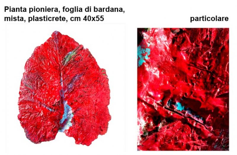 Pianta pioniera, foglia di bardana