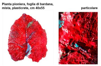 Pianta pioniera, foglia di bardana