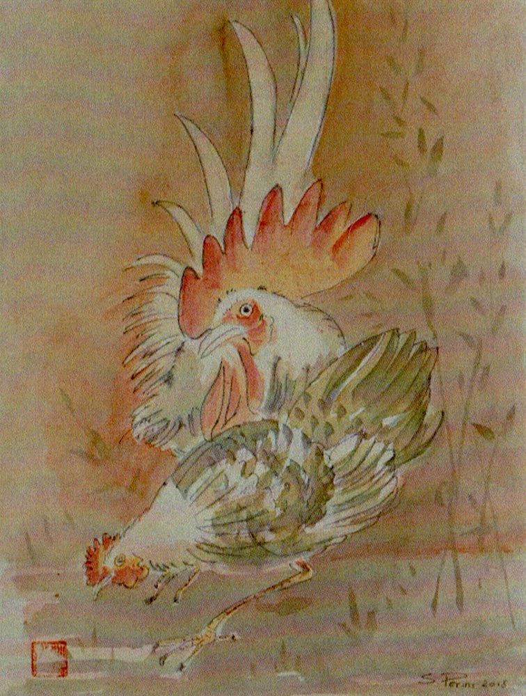 Gallo - gallina