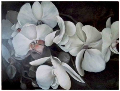 Orchidee