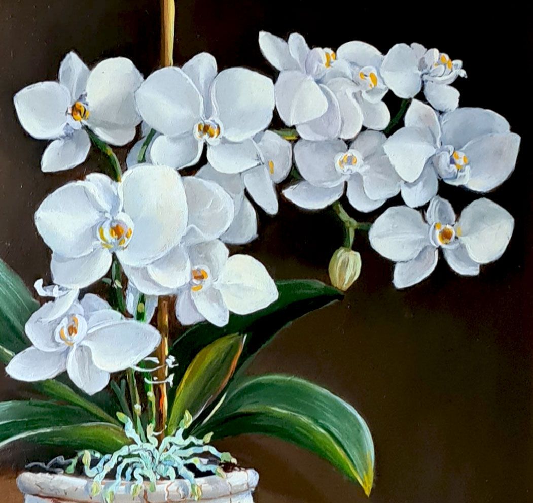 Orchidea bianca