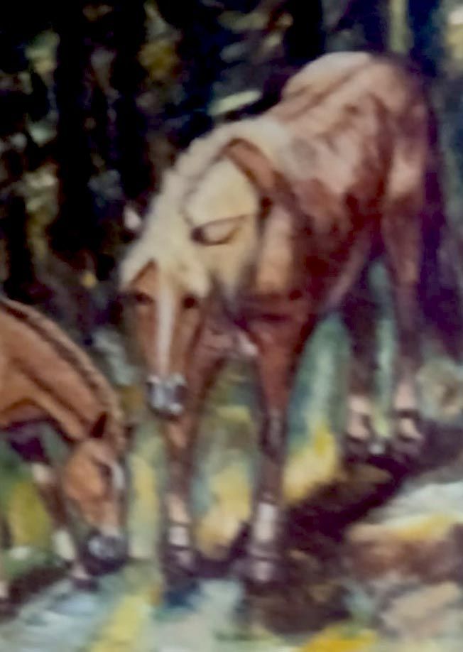 Cavalli al pascolo