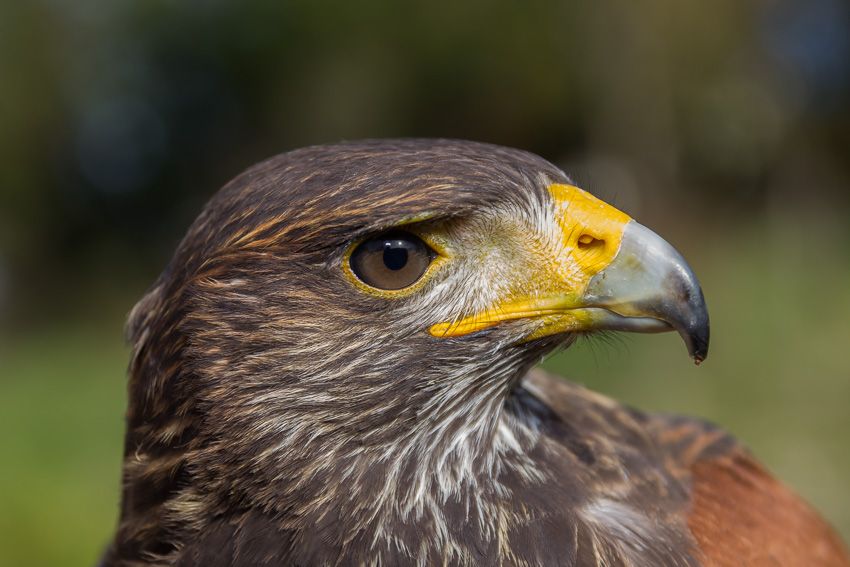 Thor-Poiana del Deserto-Montecchio
