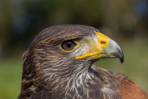 Thor-Poiana del Deserto-Montecchio