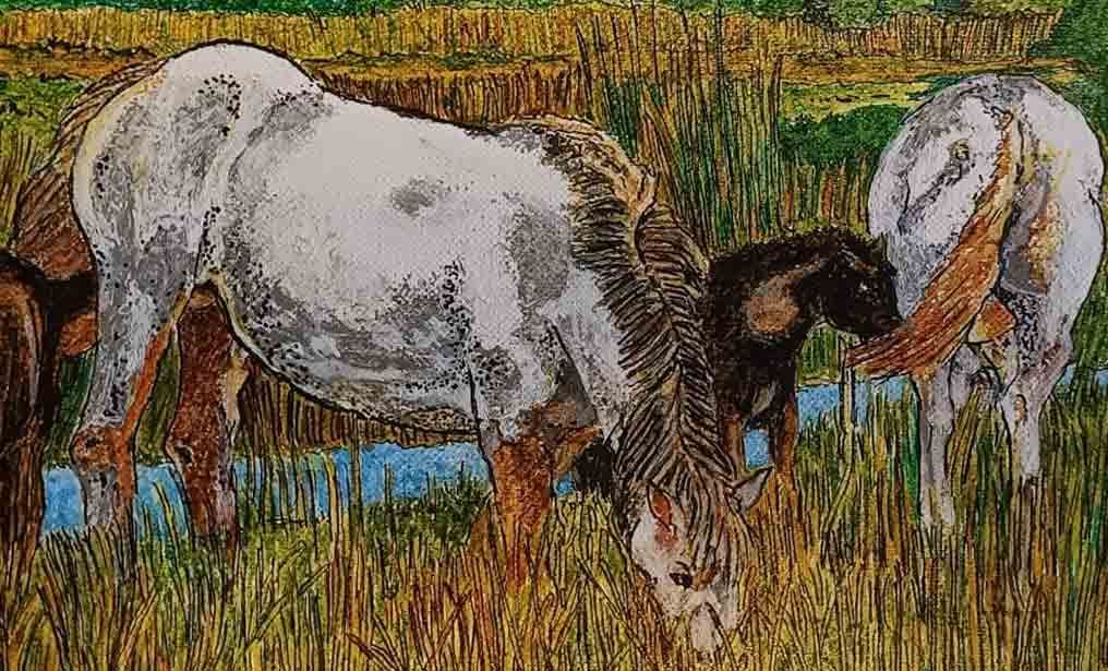 Boscoforte - Camargue e Flamingos