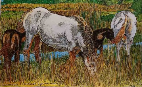 Boscoforte - Camargue e Flamingos